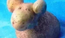 小羊新外观爆料视频,视频爆料带你领略全新风采